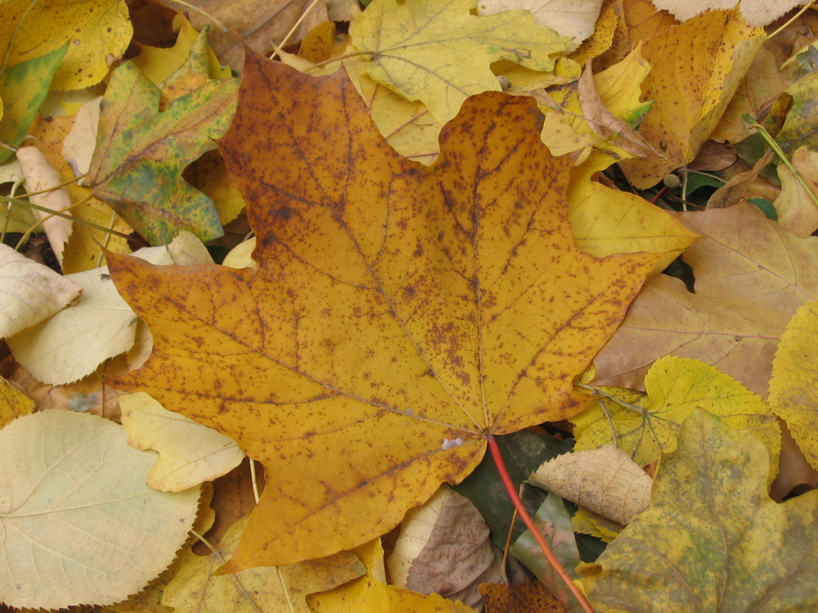 Old Autumn leaf