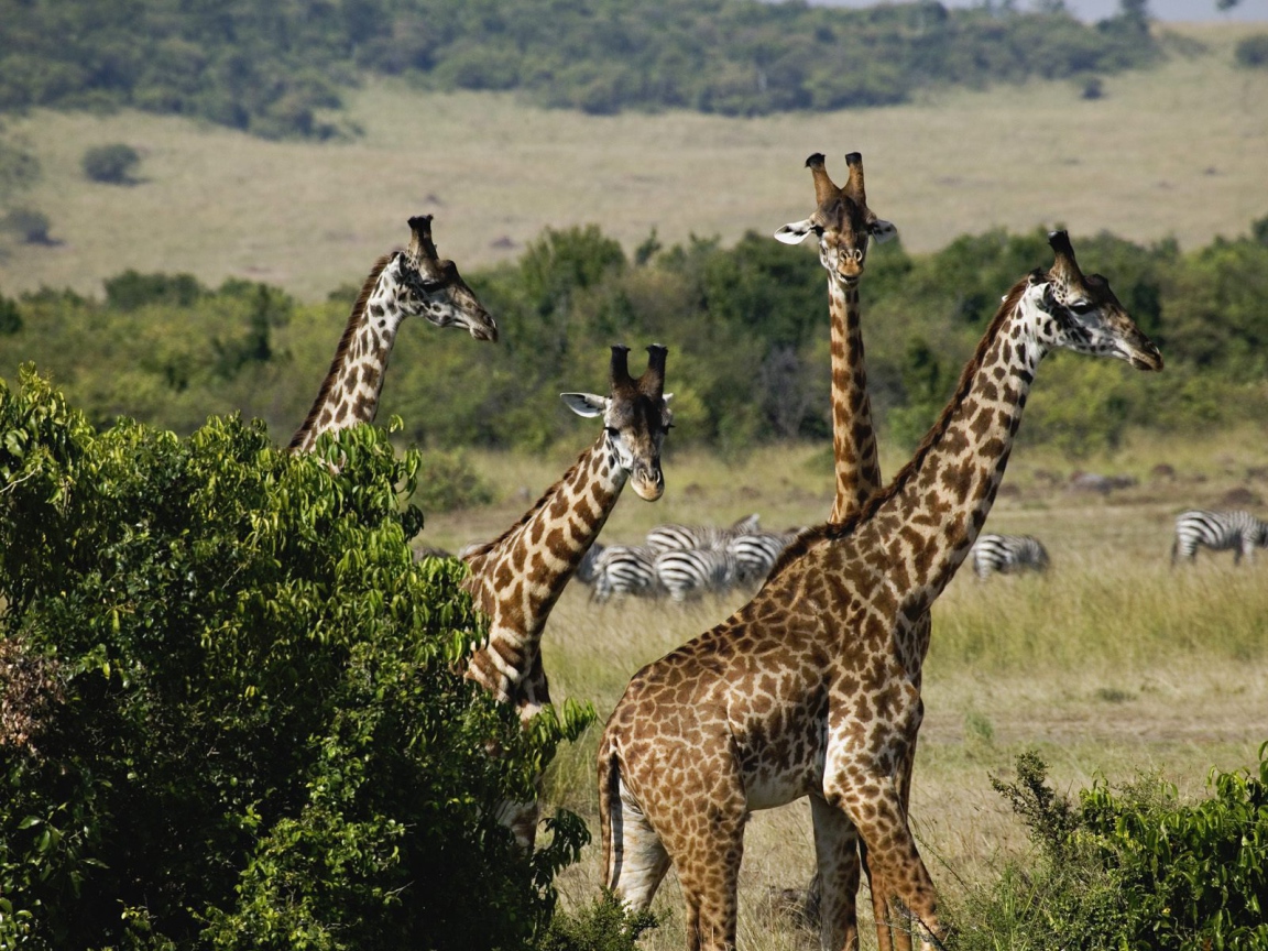 Giraffes / Masai Mara Game Reserve / Kenya / Africa