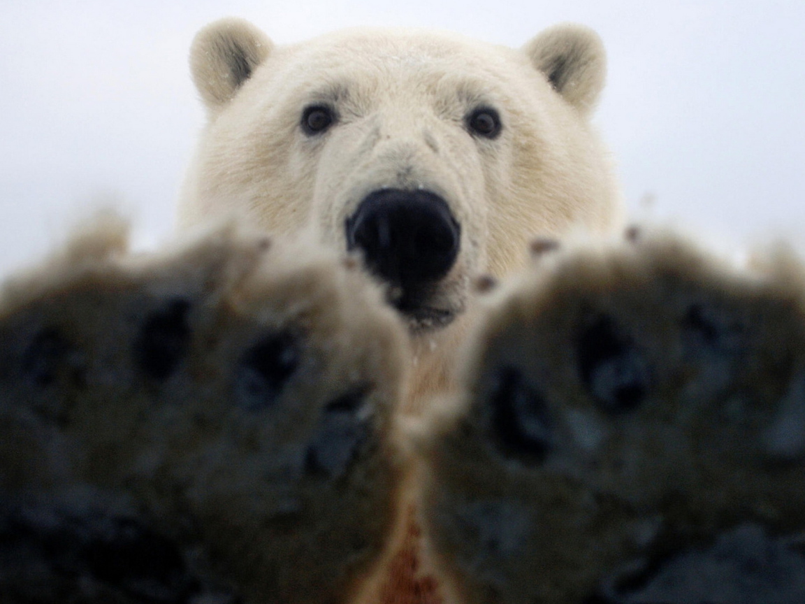 Paws of a polar bear