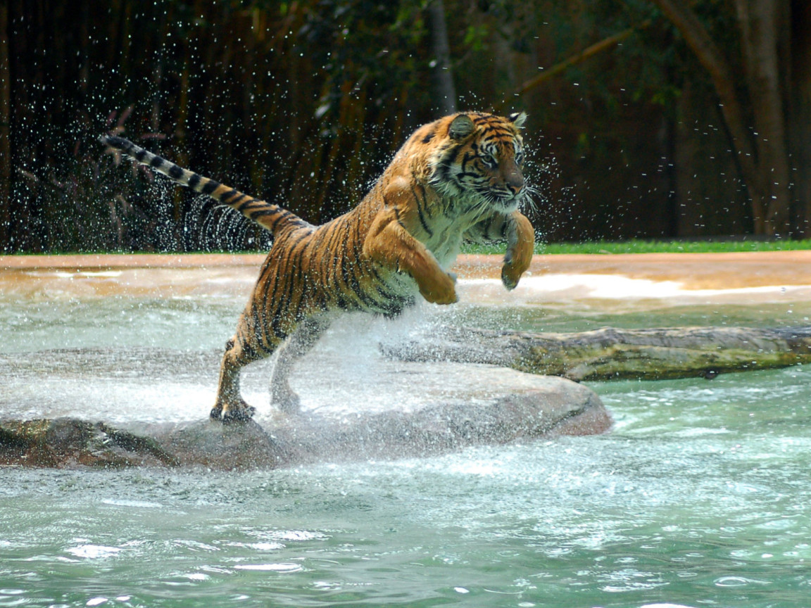 Тигр в прыжке
