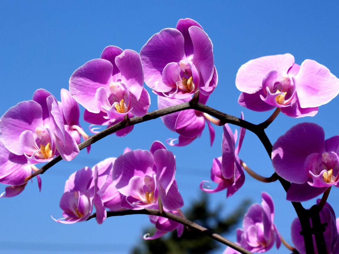 Правильный уход за орхидеей Nature_Flowers_Beauty_of_colors_028757_
