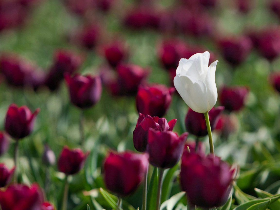 Белый и красный тюльпаны