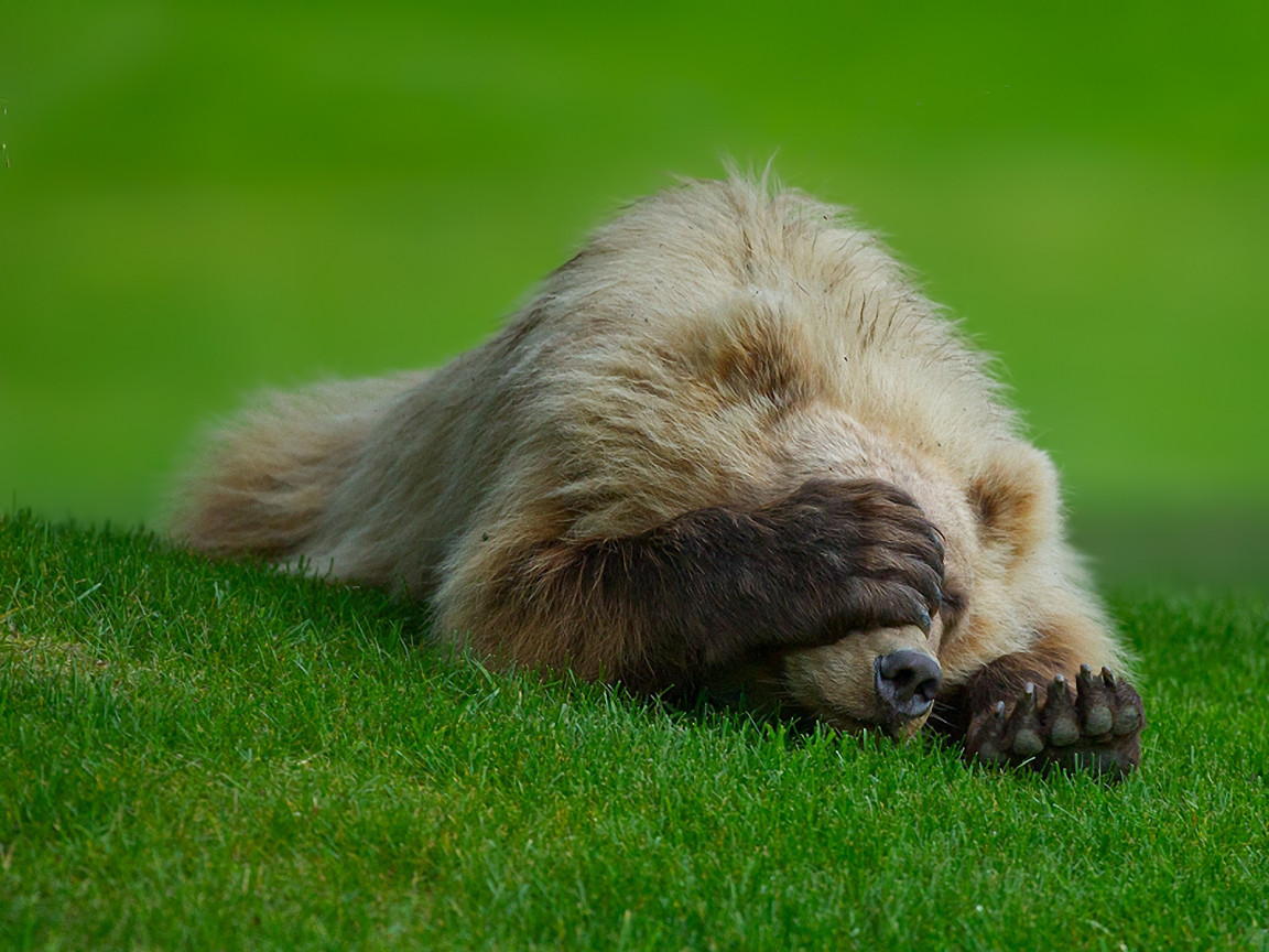 Медведь на траве