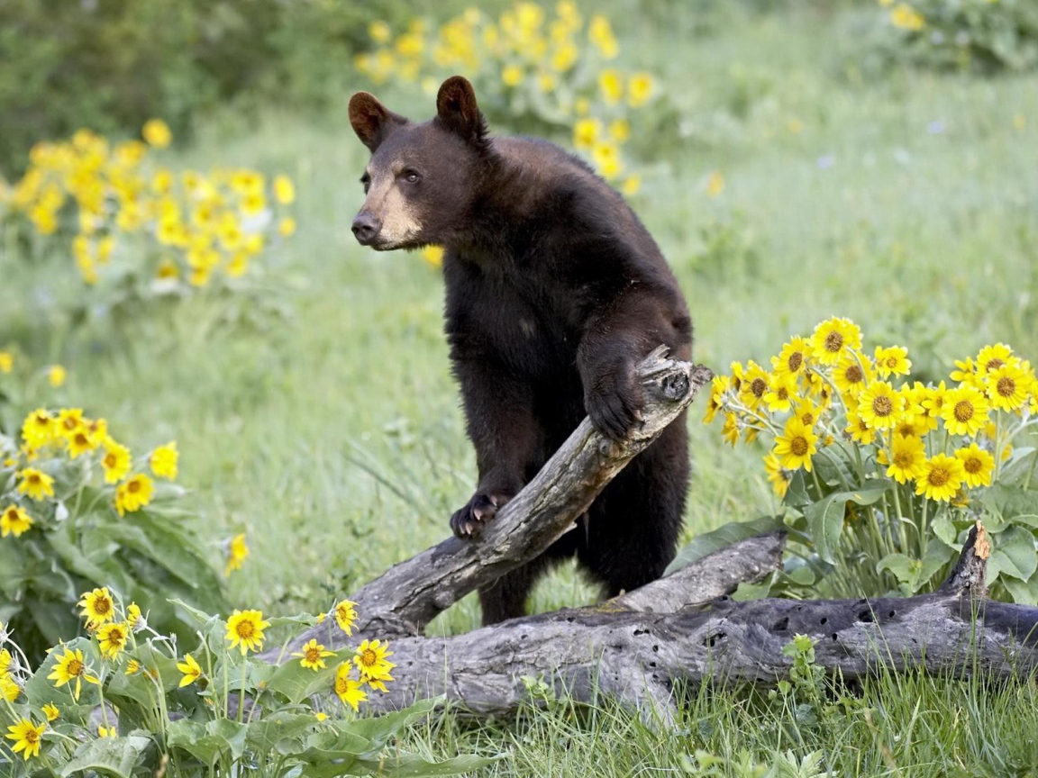 Медведь среди цветов