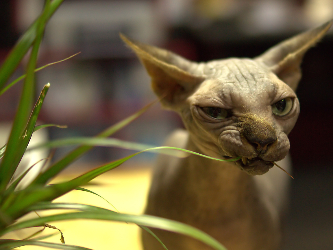 Кот сфинкс ест растение