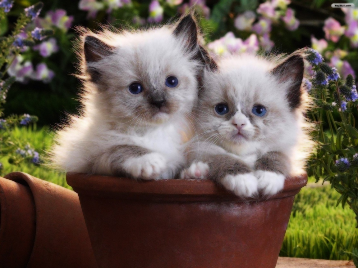 Два котенка в цветочном горшке