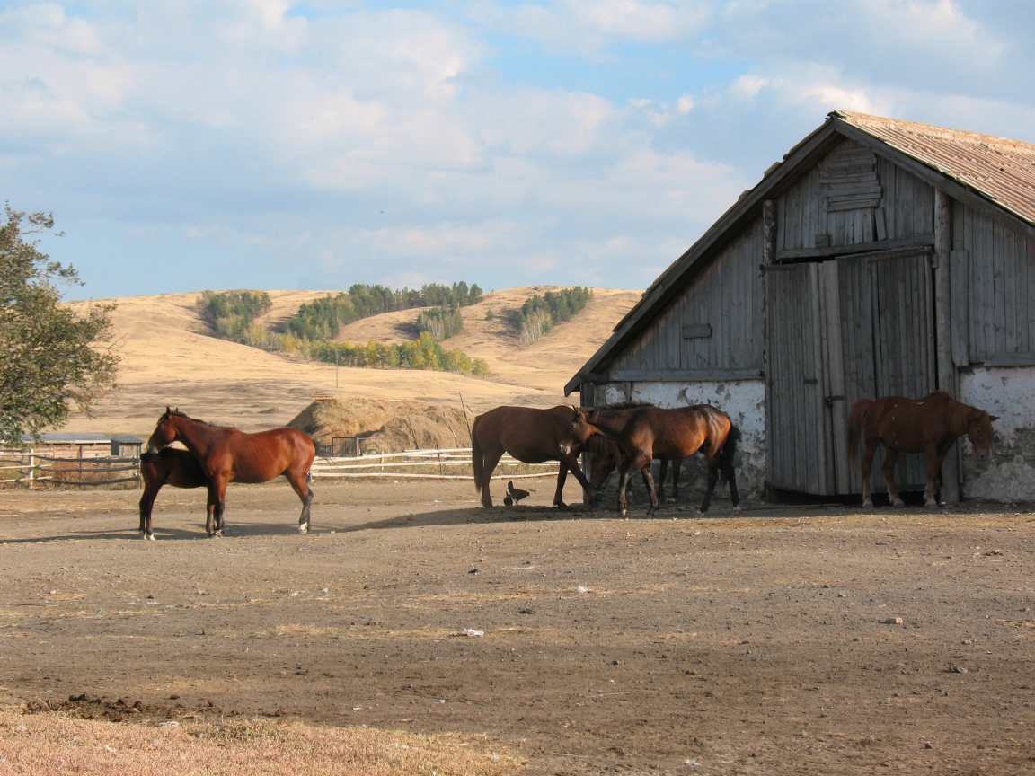Ферма лошадей