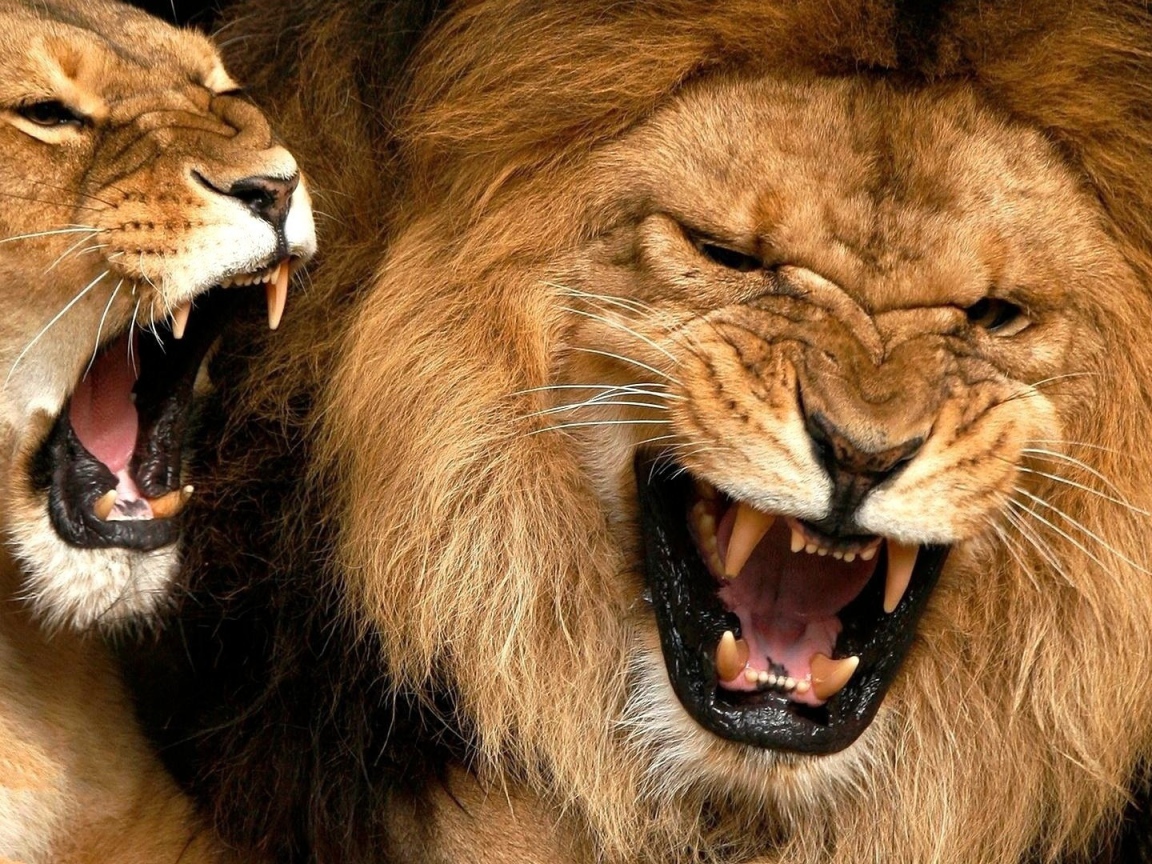 Лев и львица показывают клыки