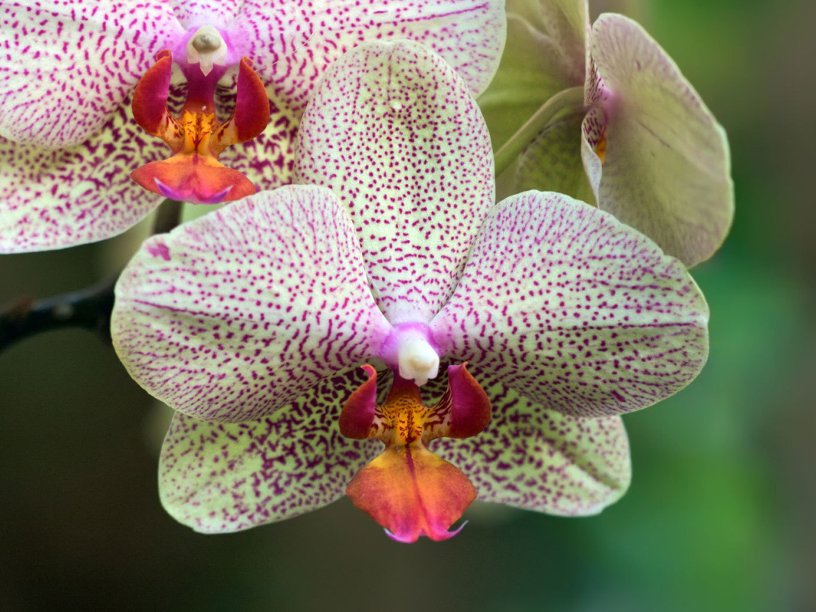 Пятнистая орхидея