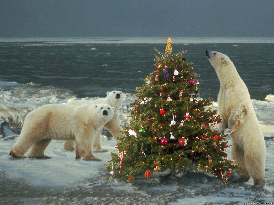 Белые медведи празднуют Новый Год