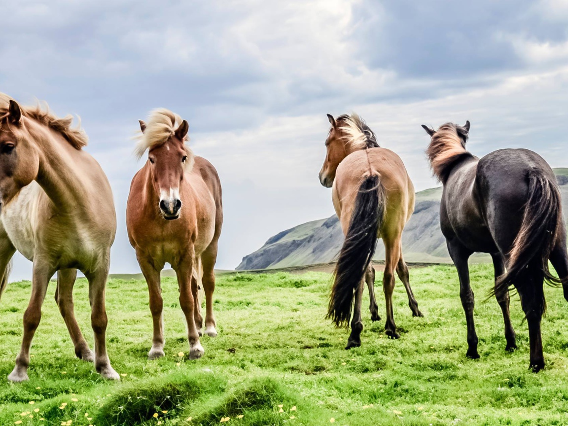 Четверка породистых лошадей