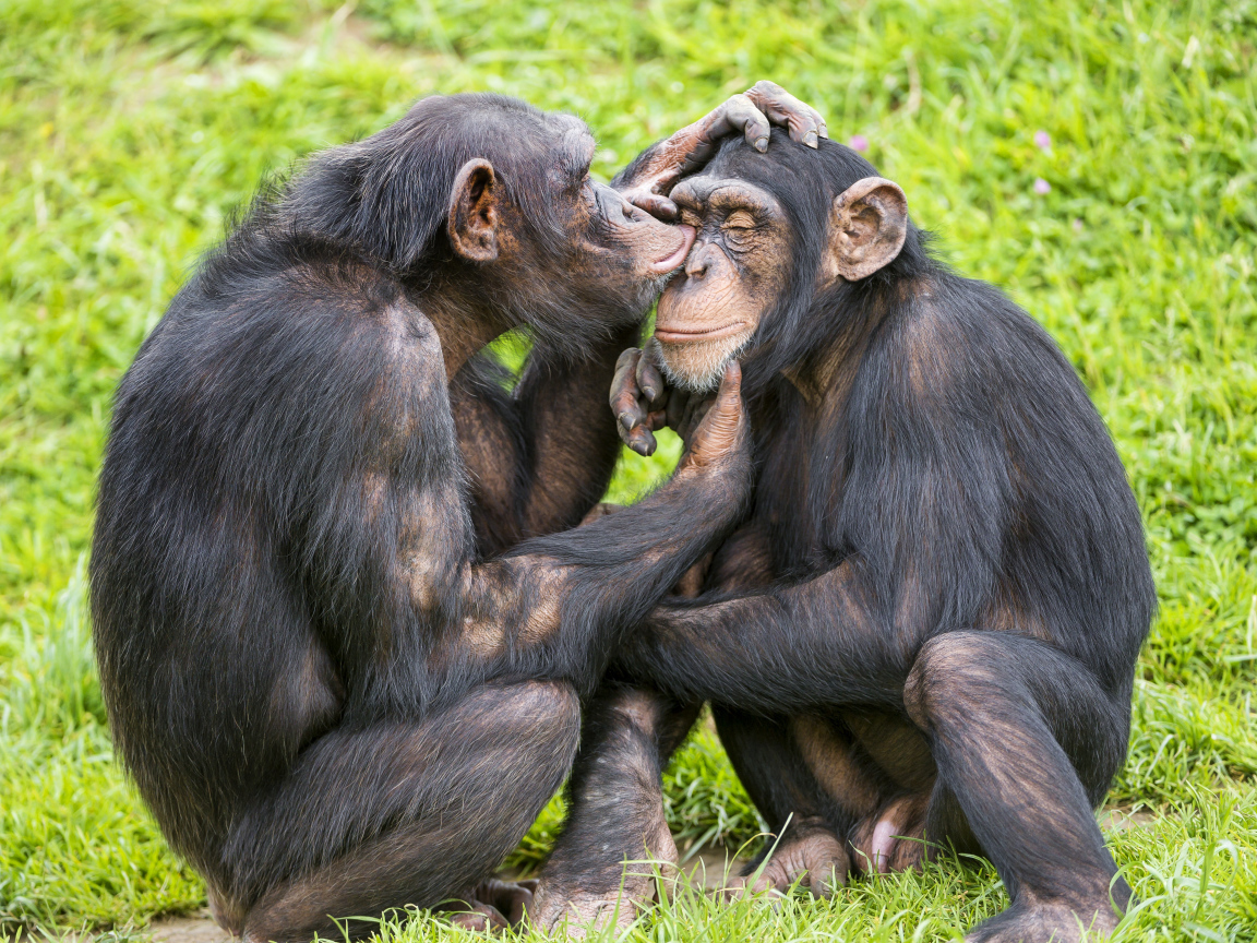 Сладкая парочка шимпанзе