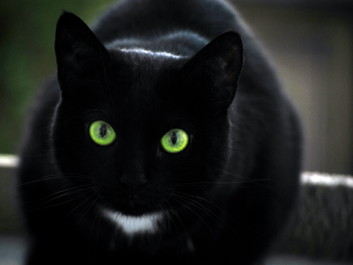 Зеленоглазая бомбейская кошка