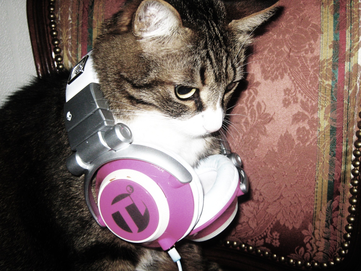 	   Cat with headphones