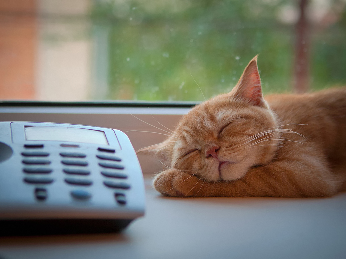 Кот спит около телефона