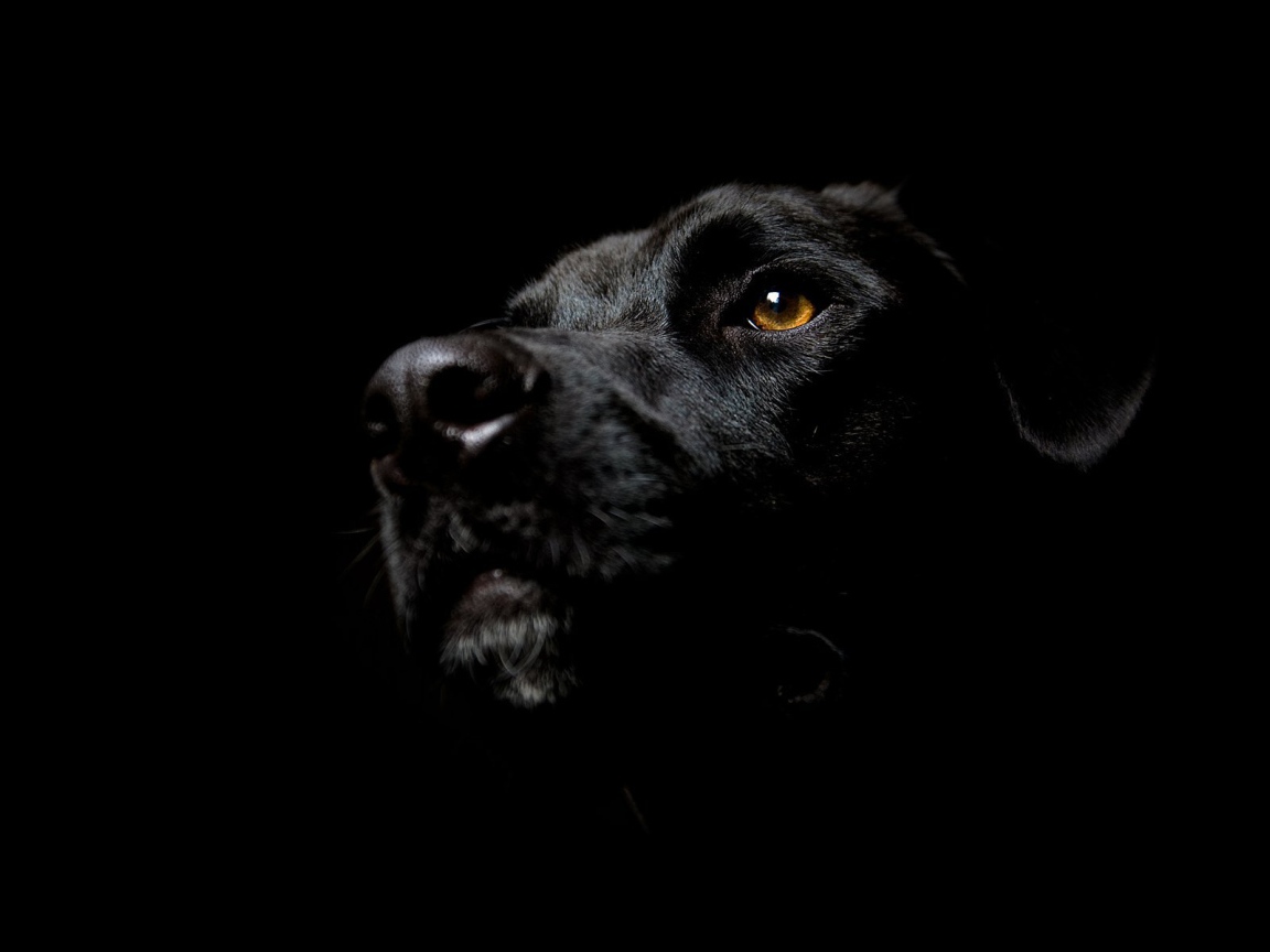 Собака на черных обоях