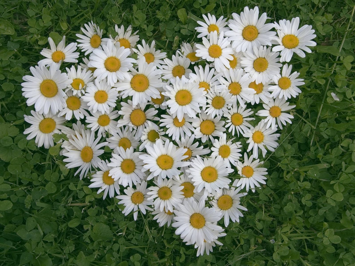 Сердце из цветов белые маргаритки