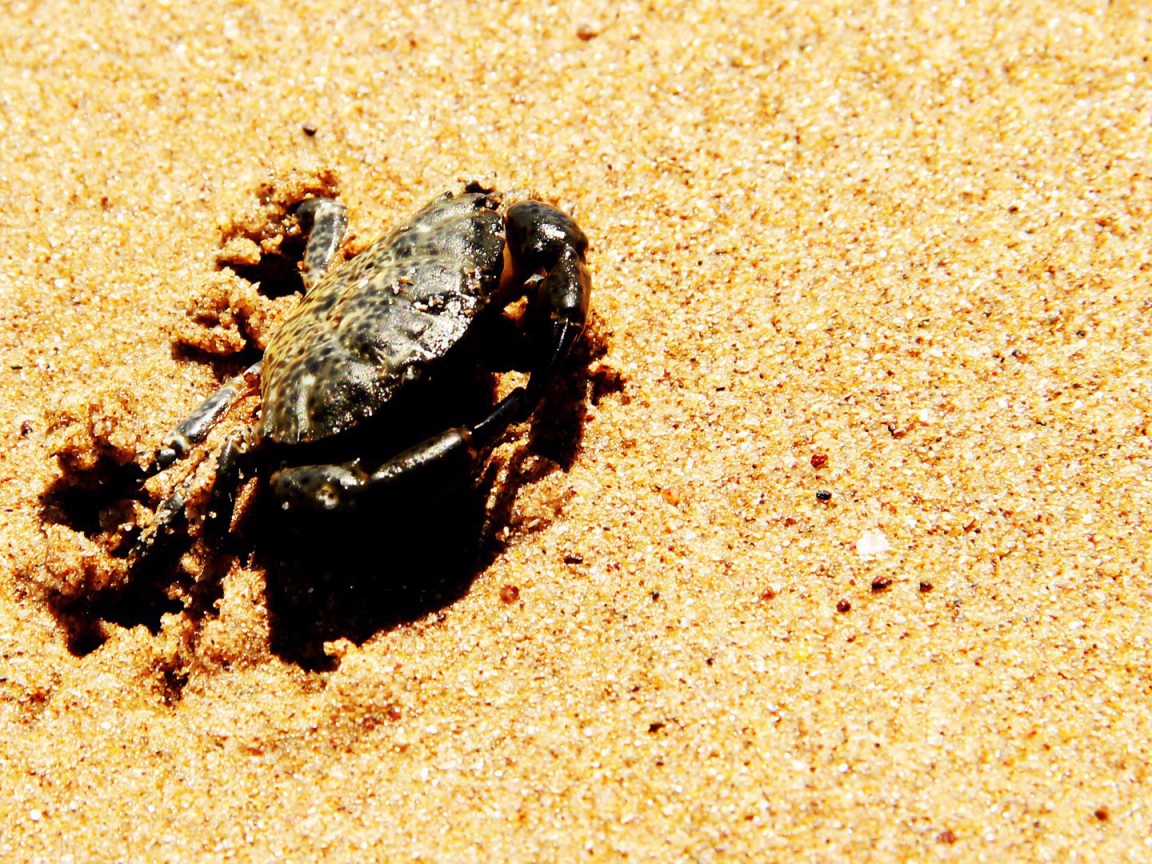 Краб зарывается в песок на пляже