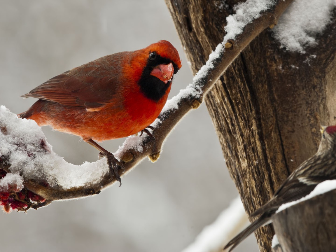 Cardinal Red Bird in winter