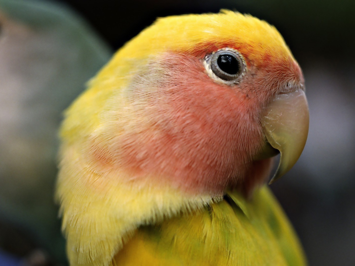 Желтый попугай с красными перьями на голове