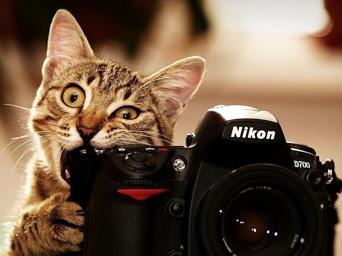 Кот грызет фотоаппарат Никон