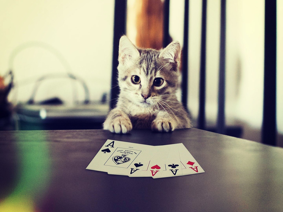 Кот выиграл в карты