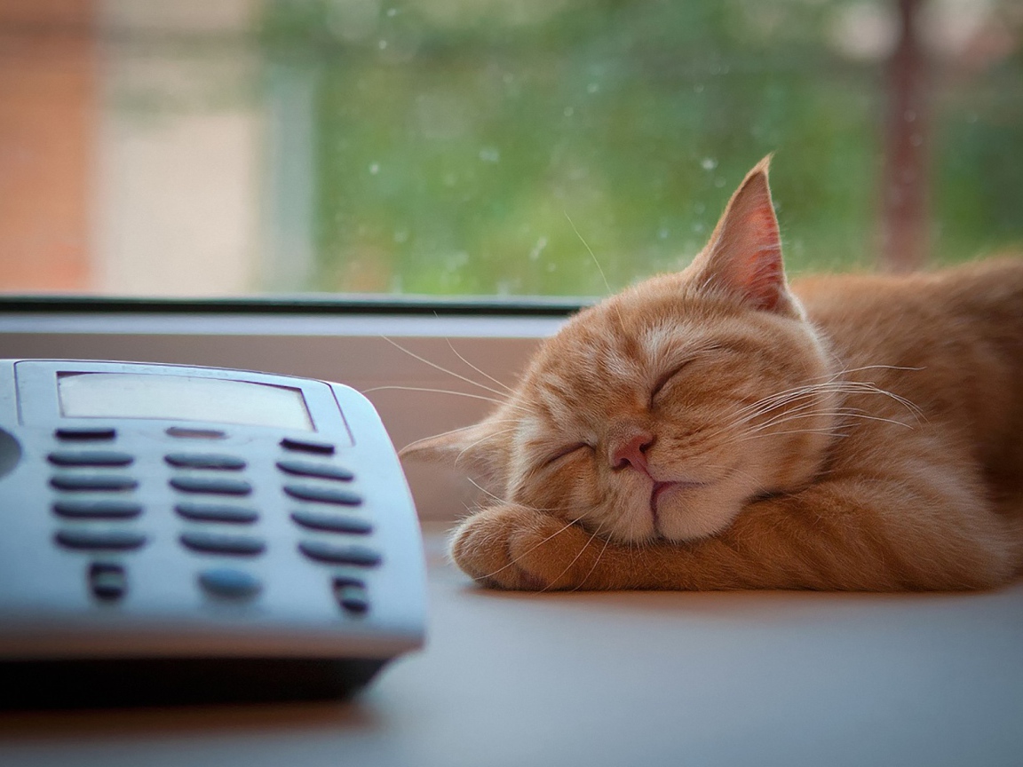 Рыжий кот спит рядом с телефоном