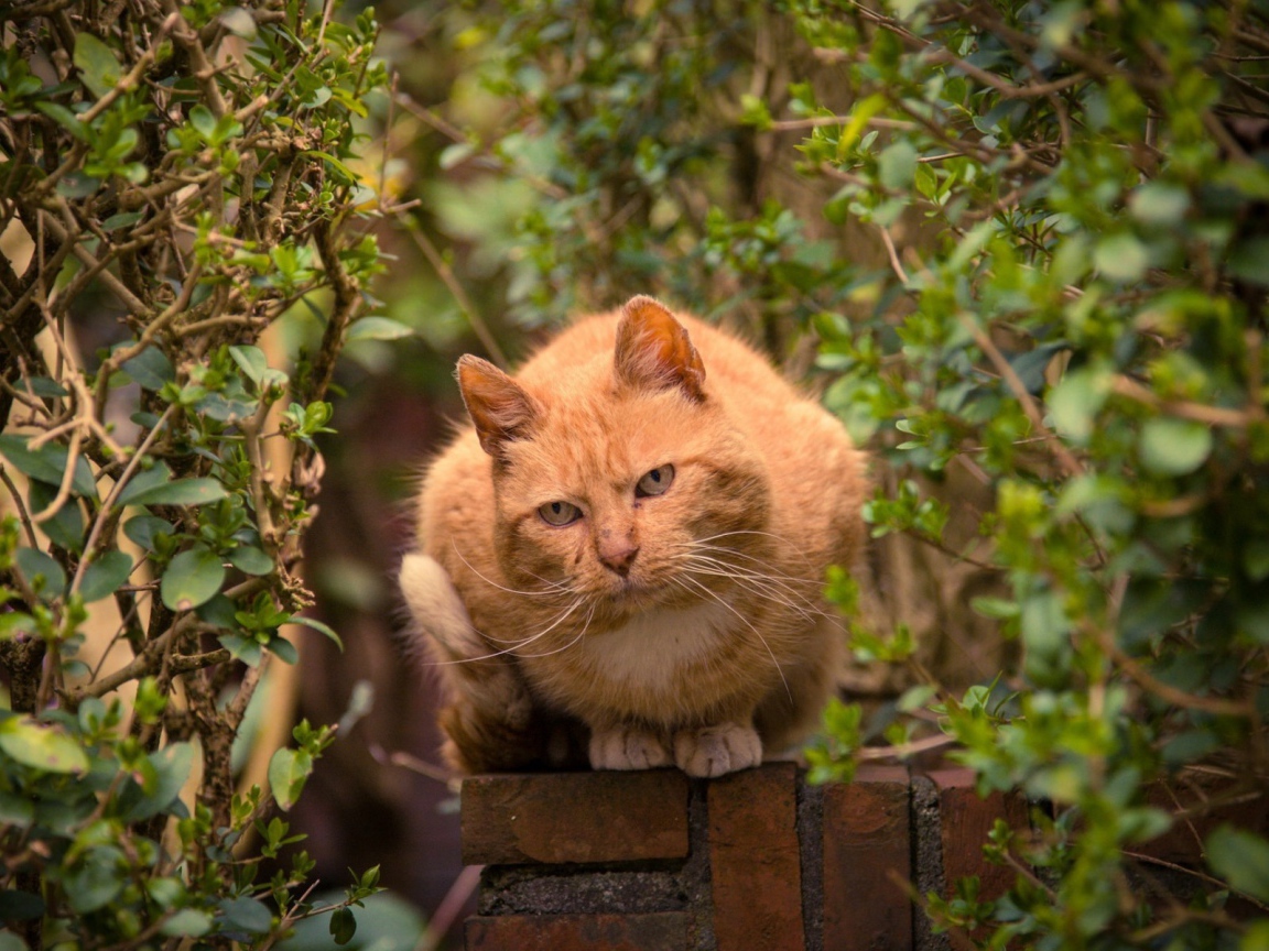 Рыжий кот на каменном заборе