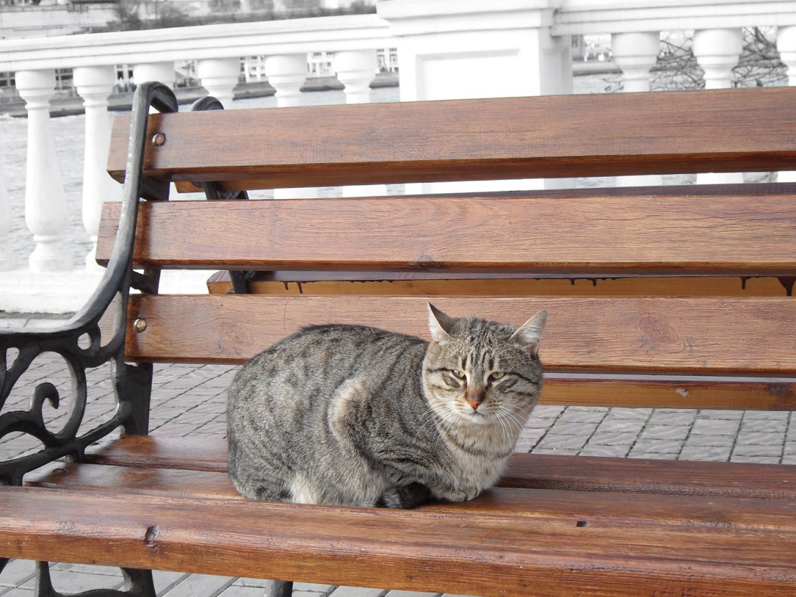 Уличный кот сидит на скамье в городе