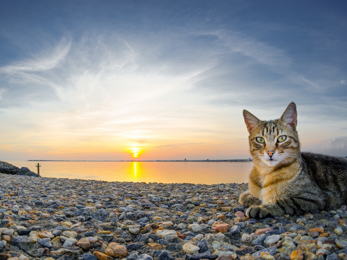 The cat lies on the shingle beach at sunset