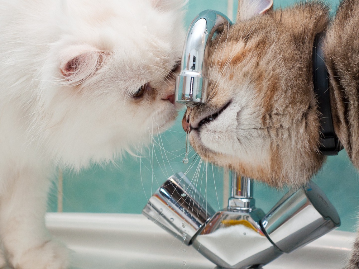 Два кота пьют воду из под крана