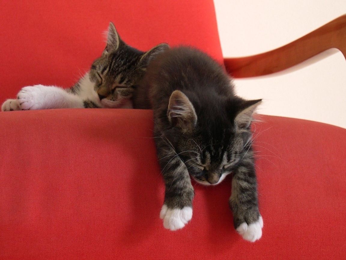 Два ленивых котенка на красном кресле