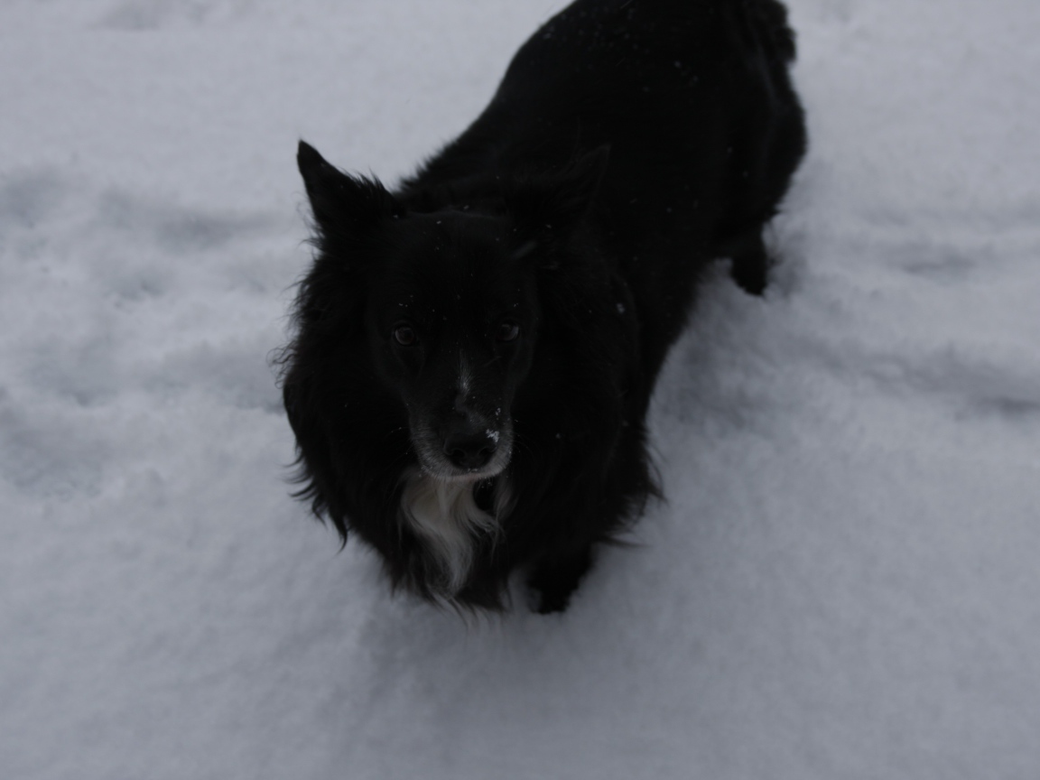 Черный пес стоит в снегу