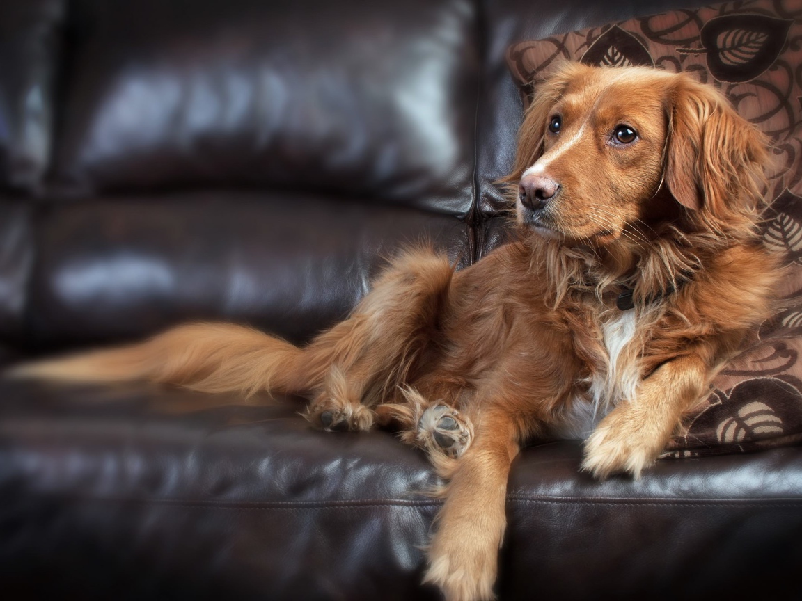 Лохматый пес свесил лапу с кожаного дивана