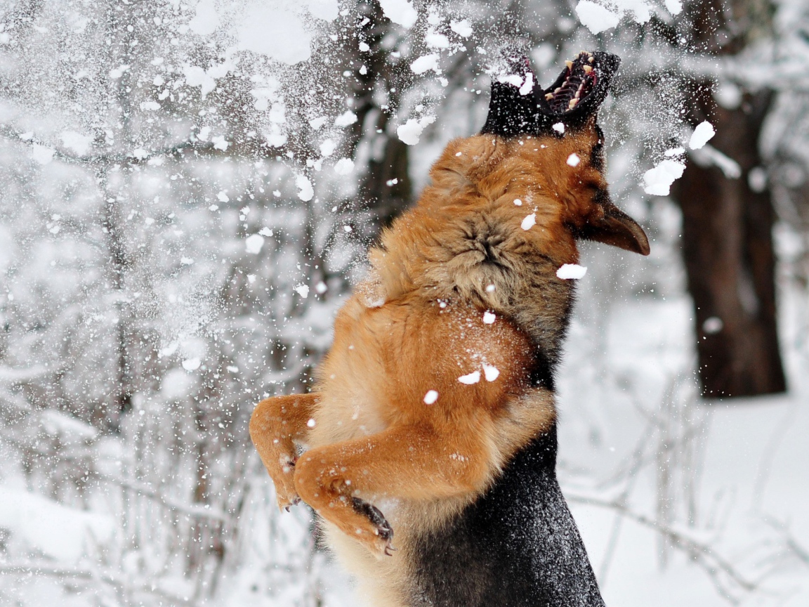 Овчарка ловит снег ртом