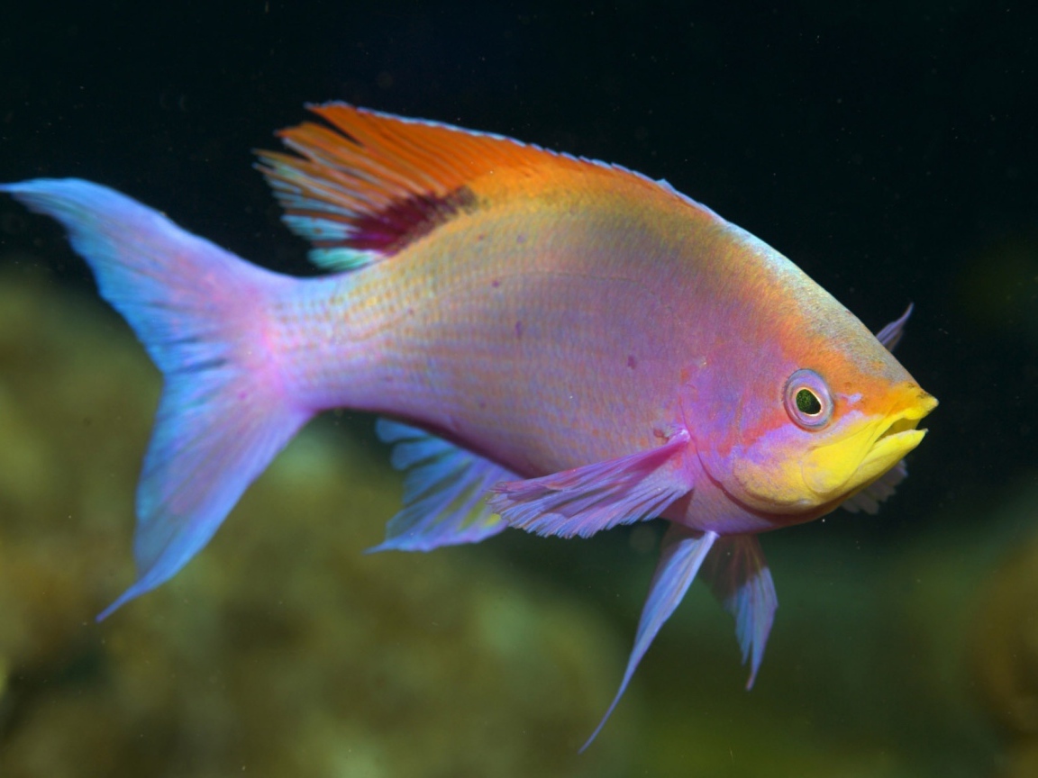 Радужная рыбка в аквариуме