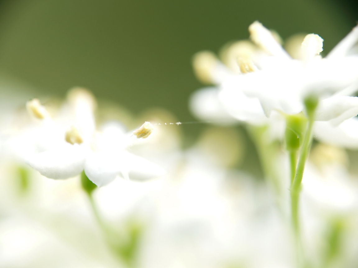 Паутинка на белых цветках
