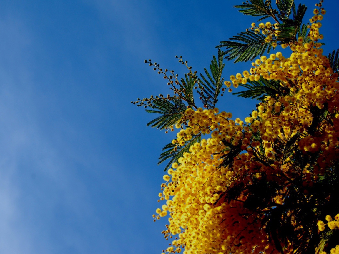 Цветы мимозы на фоне неба