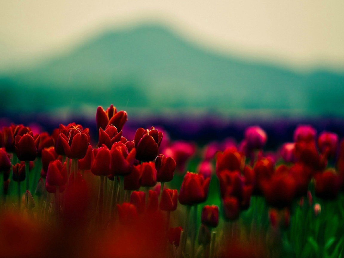 Red tulips on a background of mountains