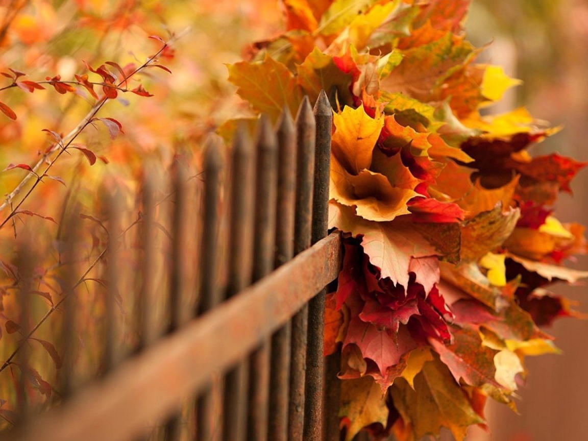 Букет осенних листьев в заборе