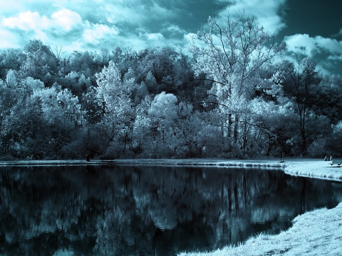 Покрытые инеем деревья на берегу зимнего озера