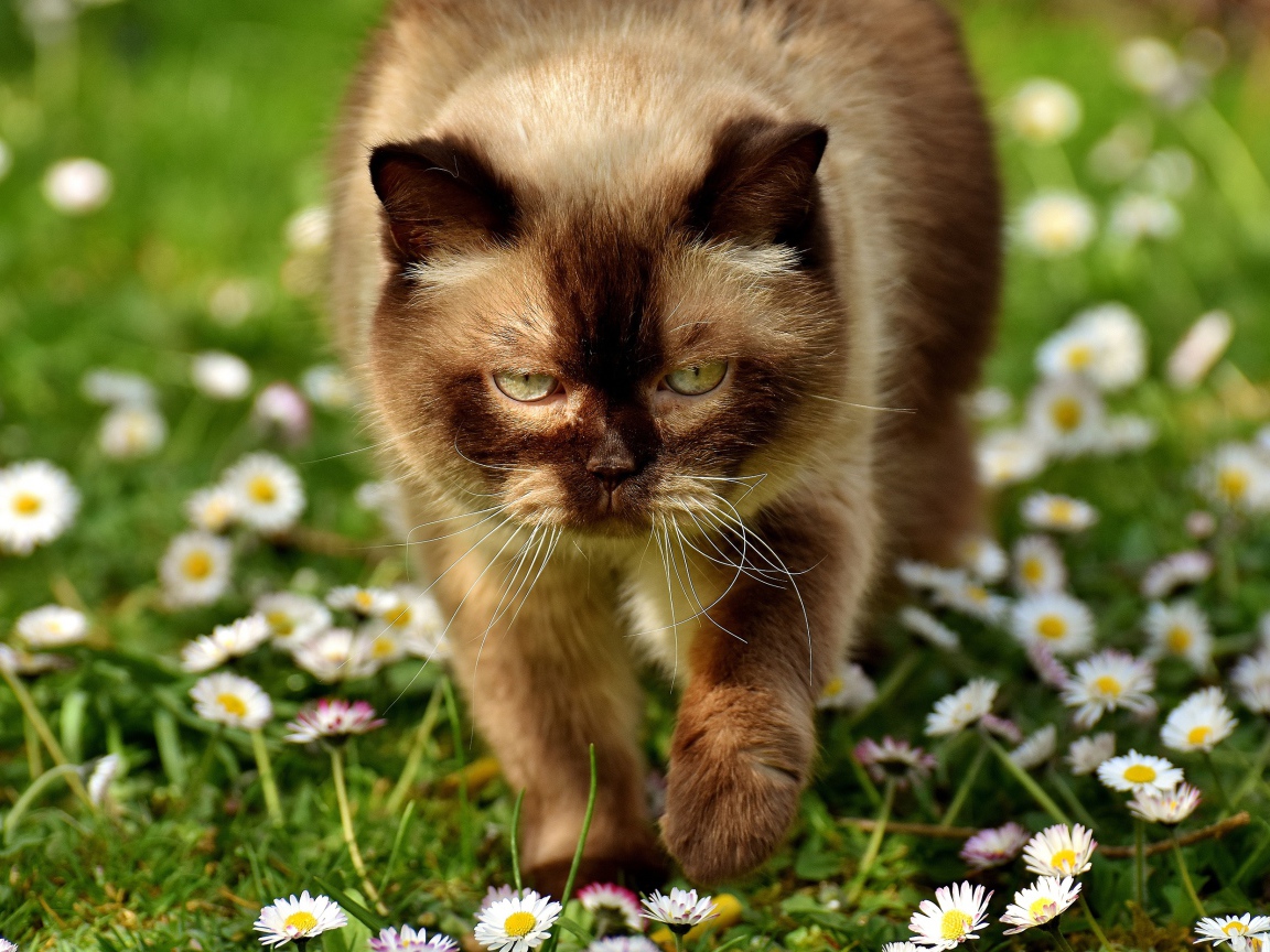 A large Siamese cat walks through white flowers to daisies