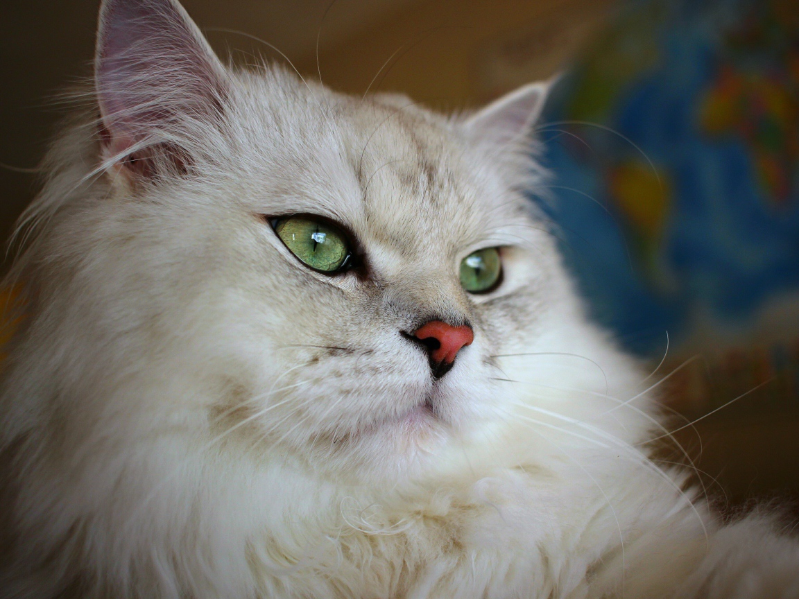 Большая пушистая породистая зеленоглазая кошка