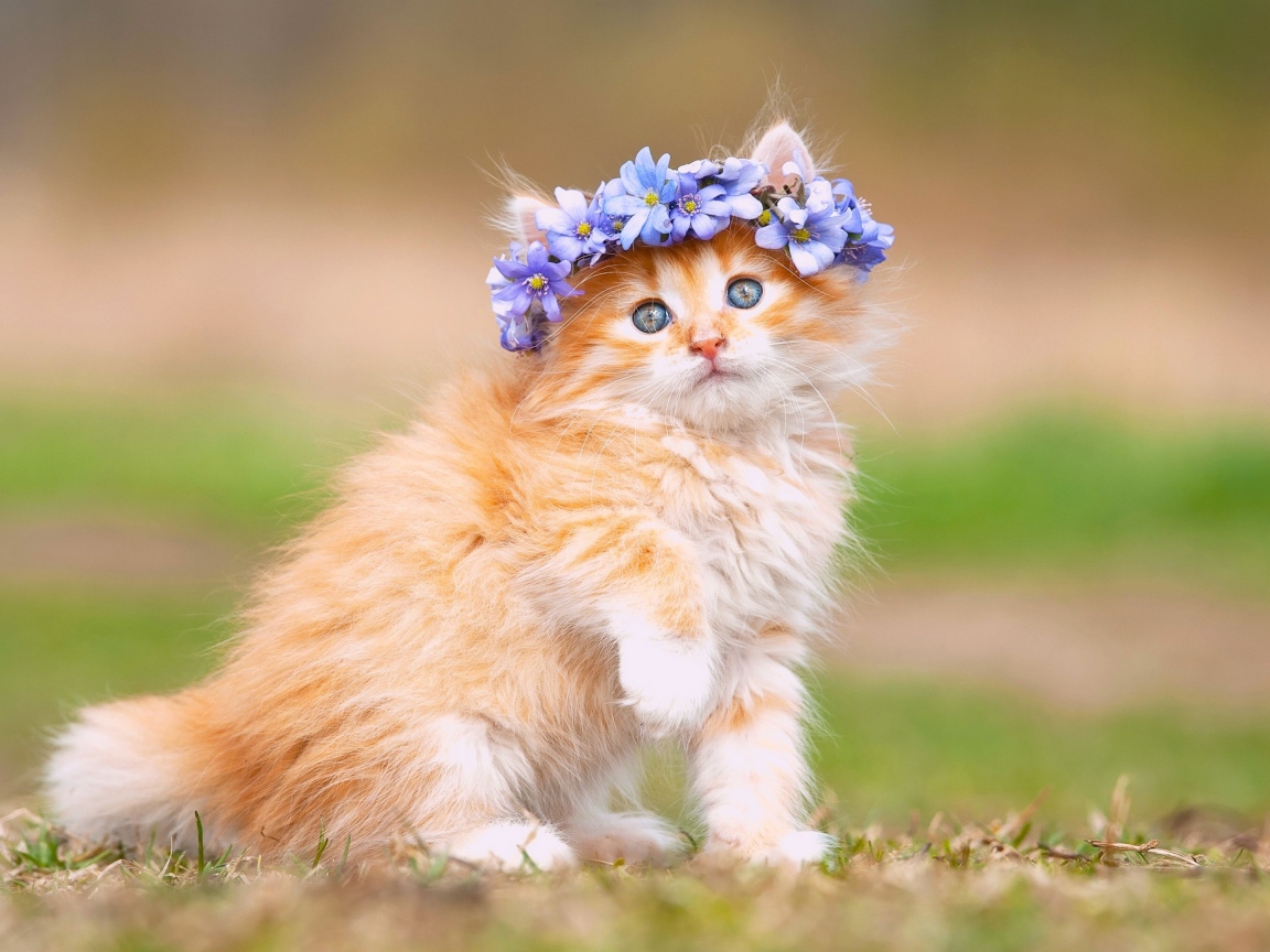 Маленький рыжий котенок с цветами на голове