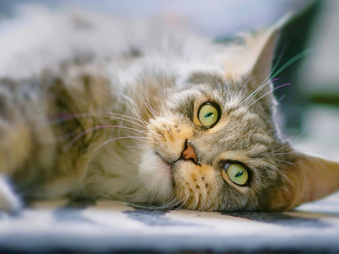 Взгляд серой кошки с зелеными глазами 