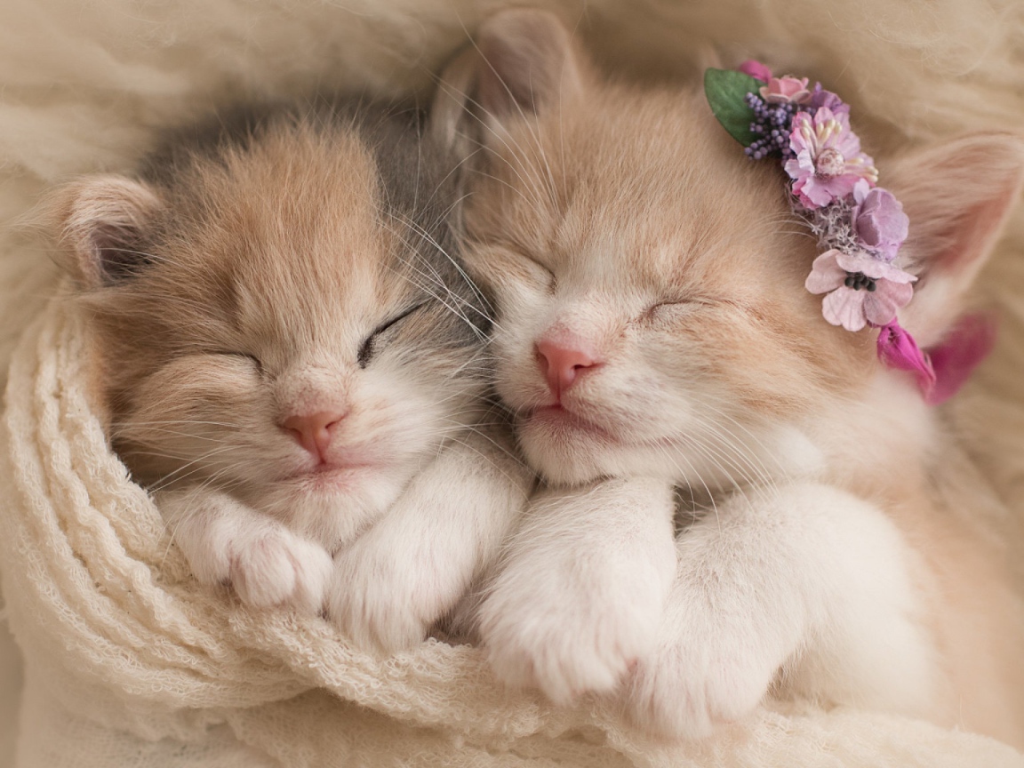 Два милых маленьких котенка 
