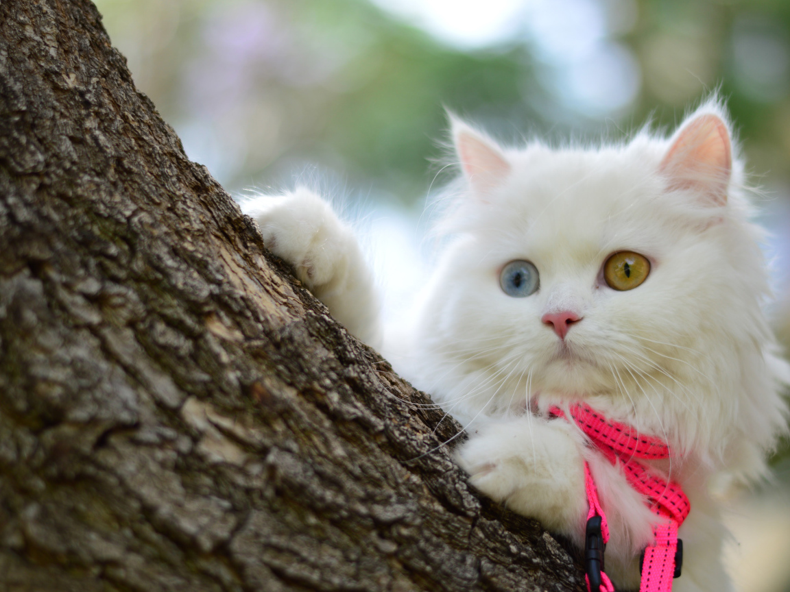 Белый пушистый кот с разноцветными глазами на дереве