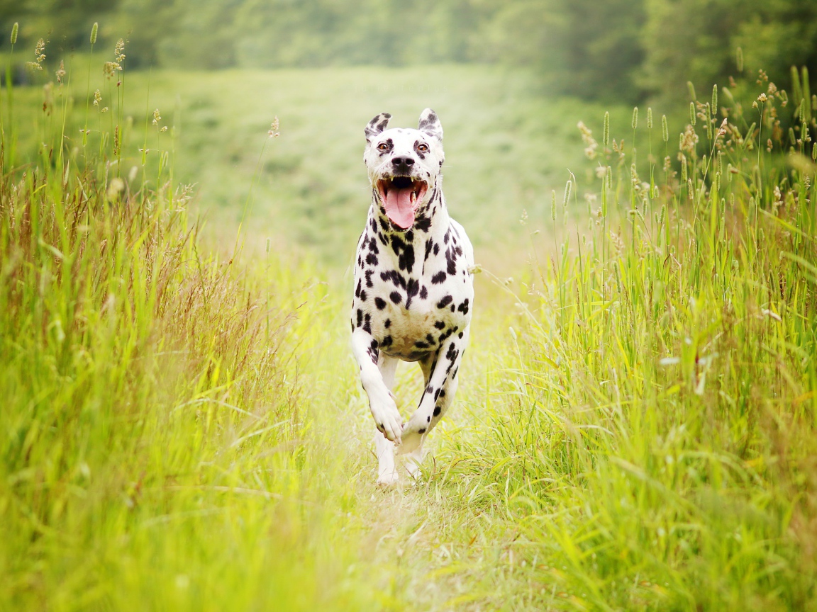 Собака породы далматин бежит по зеленой траве 