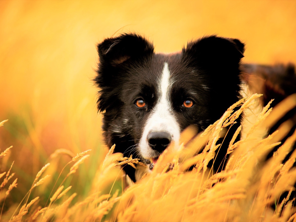 Собака породы бордер колли сидит в сухой траве
