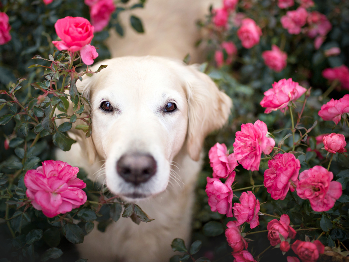 Собака породы золотистый ретривер  в розах 